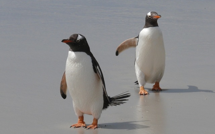 Vendredi 26 octobre, un zoo marin australien a annoncé que deux pingouins mâles, qui se sont mis en couple, ont couvé un petit et s'occupent de lui.