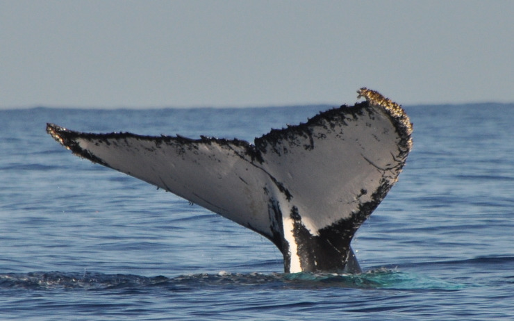 Baleine échouée pollution plastique pollution indonesie