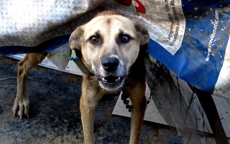 Un record qui a du chien pour la ville de Yangon en Birmanie