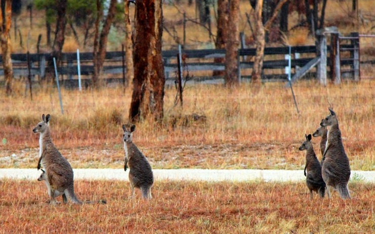 Des bébés kangourous abandonnés par leur mère, des wallabies rendus aveugles par le soleil, des koalas contraints à des marathons pour se nourrir…les animaux sauvages emblématiques de l'Australie paient un lourd tribut à la sécheresse qui assoiffe l'immense île-continent.