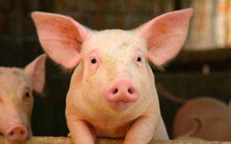 Les importations de porc suspendues par crainte de la fièvre porcine en Birmanie