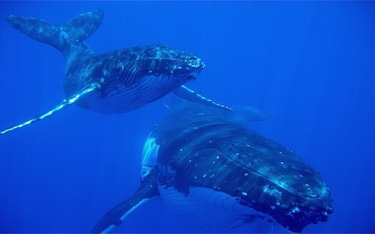 Baleines échouées Nouvelle-Zélande Causes 