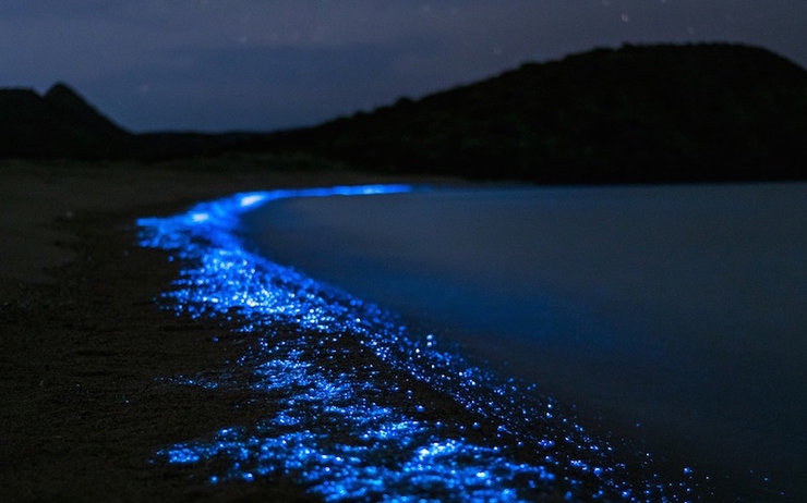Dubai-EAU-Fujairah-mystérieuses-lumières-bleues-plancton-luminescent