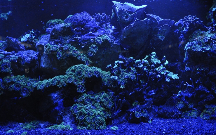 Coral Reef Museum of Tropical Queensland Deep