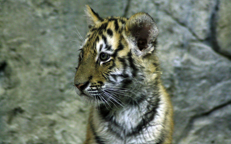 Deux bébés tigres sont nés au zoo de Dublin