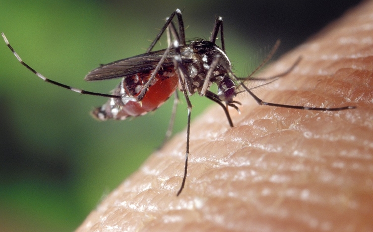 moustique dengue épidémie Nouvelle-Calédonie 