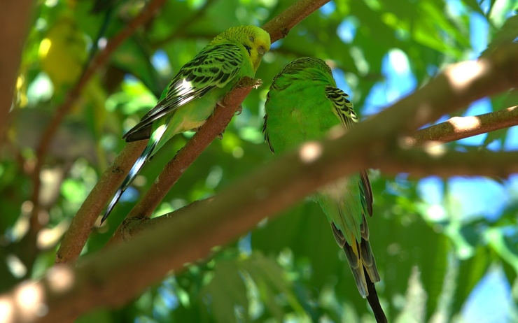 ornithologie oiseaux du Pacifique application 
