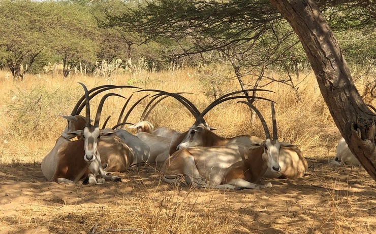 réserve de guembeul oryx sénégal réintroduction espèces disparus