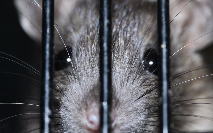 SAUVETAGE A BENSHEIM – Un rat d’égout un peu trop gras