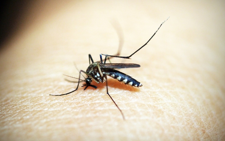 épidémie dengue Nouvelle-Calédonie moustique