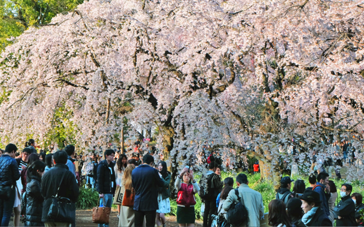 cerisiers en fleur Tokyo
