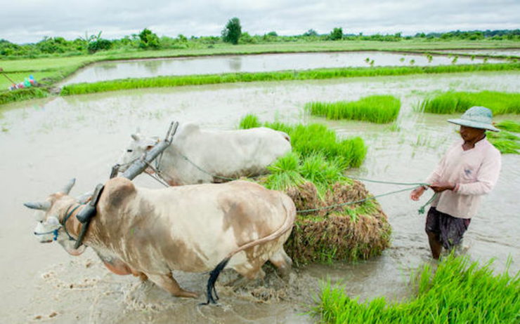 40 hectares de rizière détruits en Birmanie