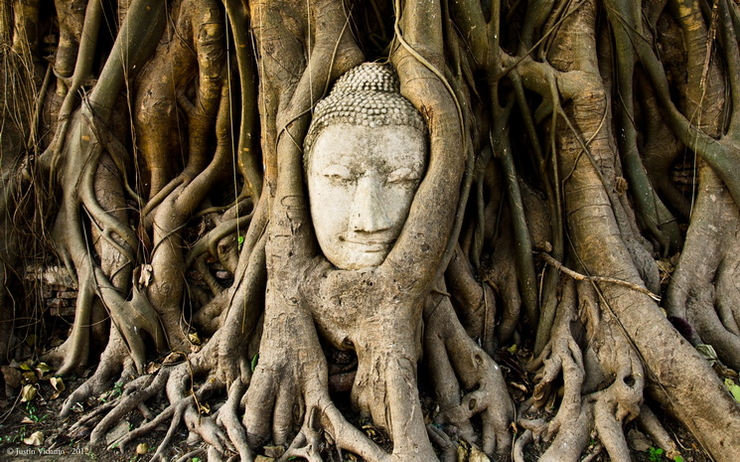 Bouddha-figuier-Ayutthaya