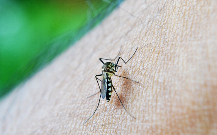 Renforcement des actions de lutte contre l’épidémie de dengue en Nouvelle-Calédonie