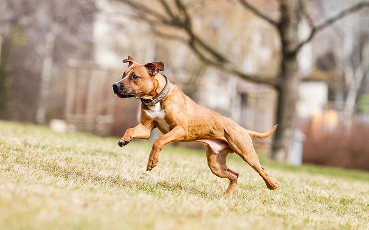 pitbull chien abandonné Roumanie amande 