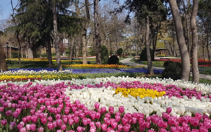 tulipe, jardin, fête, célébration, istanbul