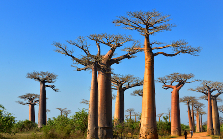 Dubai-EAU-des-Baobabs-centenaires-sur-la-promenade-Al-Seef