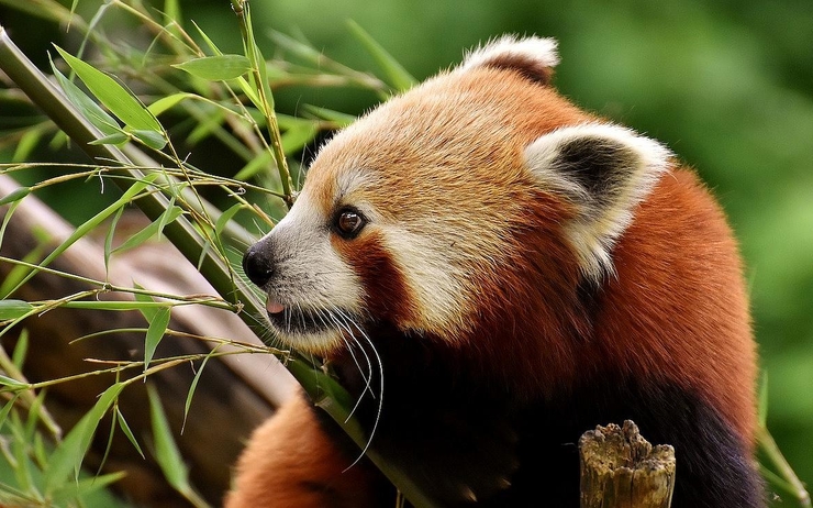 panda rouge Roumanie zoo Brasov