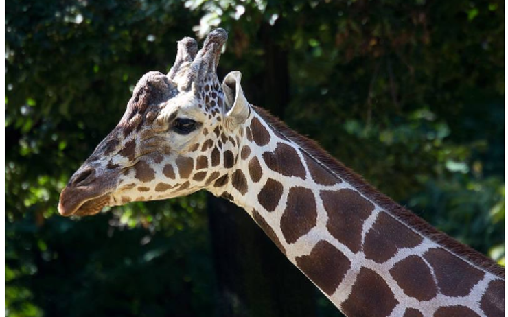 Girafe zoo Francfort décès