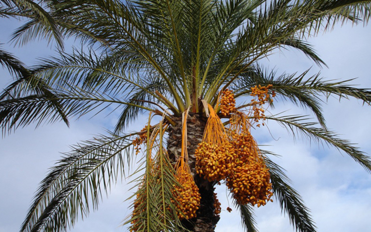 palmier dattier climat 