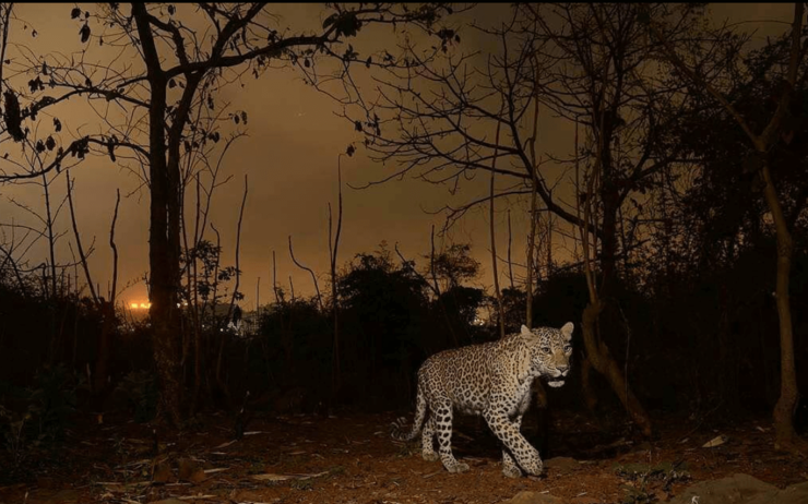 léopards Sanjay Gandhi National Park Mumbai Inde