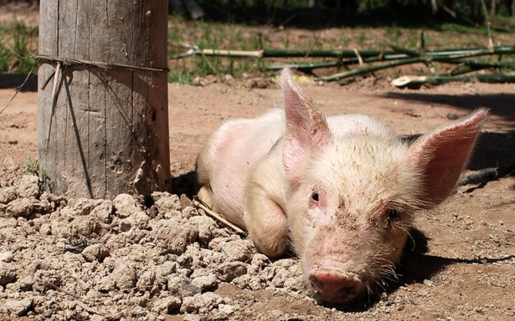 Peste porcine africaine cambodge