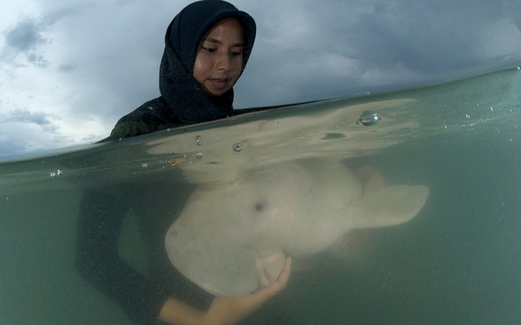 Dugong-Mariam-Thailande