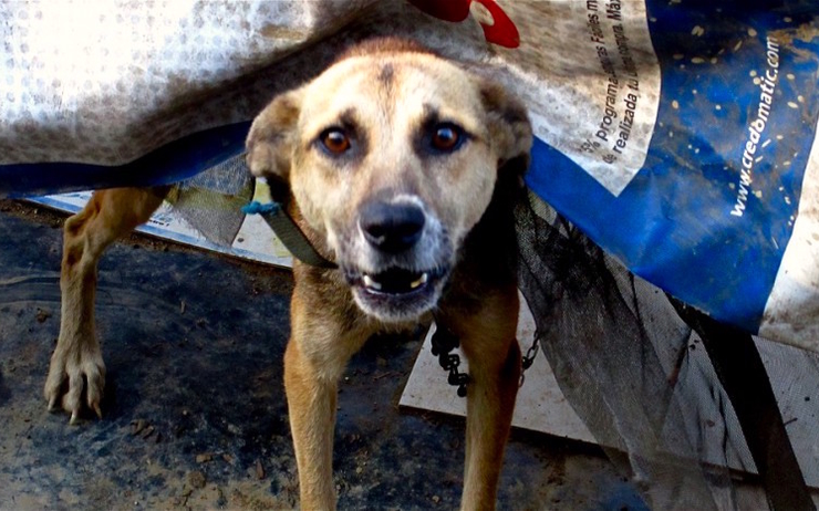 Les morsures de chiens, fléau en Birmanie