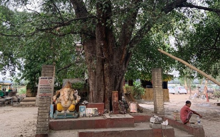 croyances hindoues arbre dieu