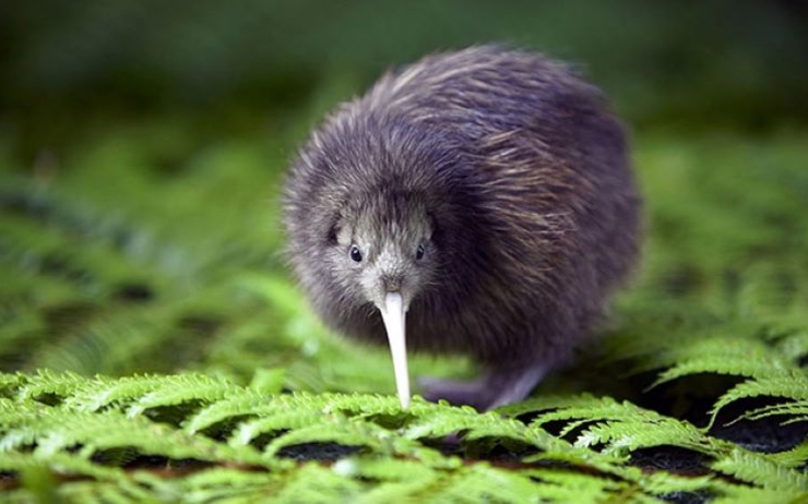 Les oiseaux en Nouvelle-Zélande