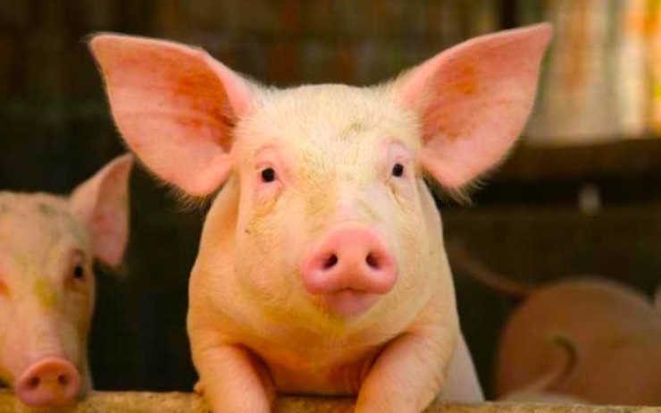 Progression de la fièvre porcine en Birmanie