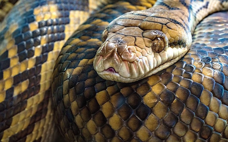 python géant retrouvé londres maison Islington