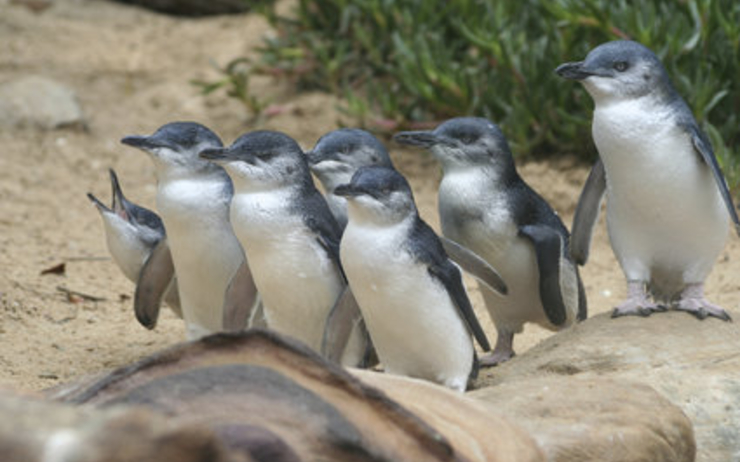pinguin phillip island
