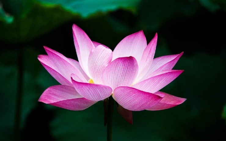 Yoga histoire principes lotus fleur