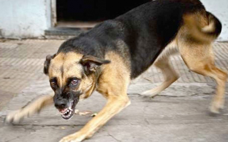 Mandalay va enregistrer les chiens de compagnie en Birmanie