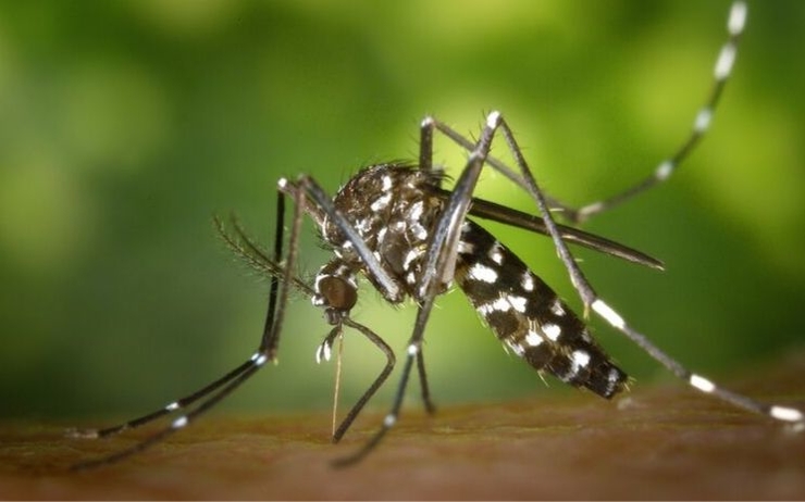 vietnam dengue wolbachia 