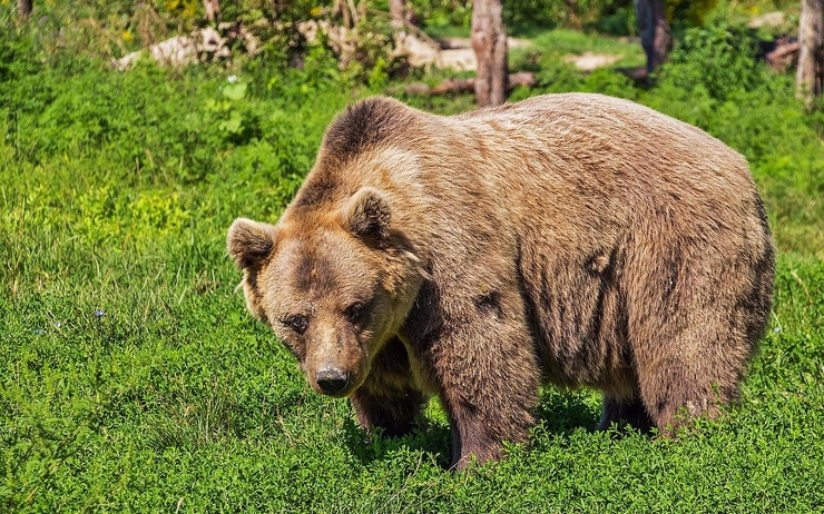 ours brun chasse autorisée roumanie