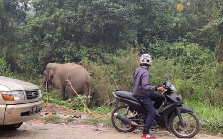 éléphant feux de foret indonesie