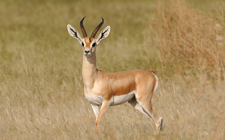gazelle tunisie