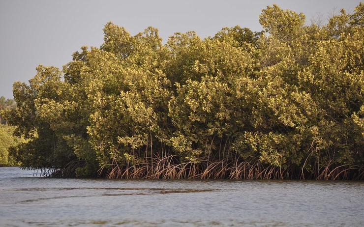 mangrove casamance pages facebook senegal