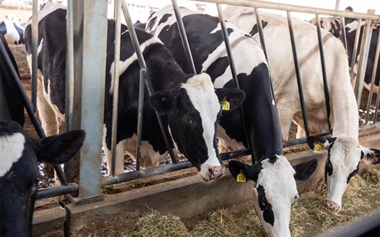 Al Ain Farms sera le fournisseur officiel de produits laitiers de l’Expo 2020