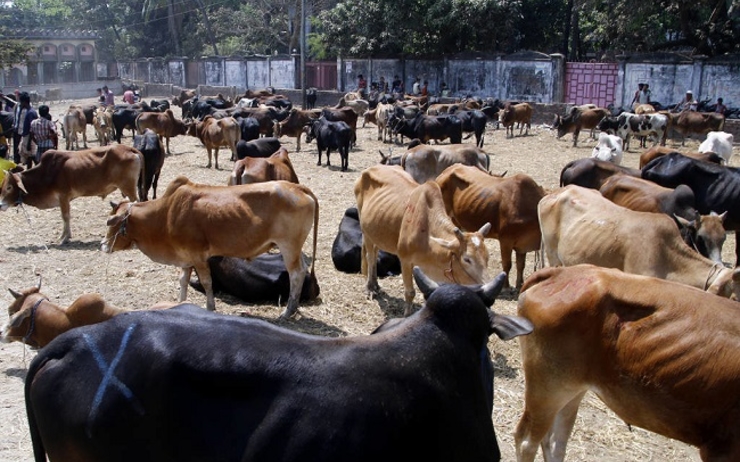 Des vaches attendent l'acheteur sur un marche en Birmanie