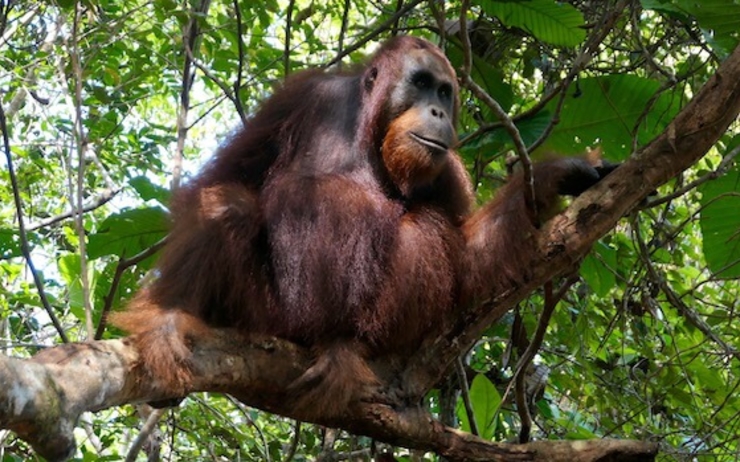 Un orang-outan du parc de Tanjung Puting  en Indonésie