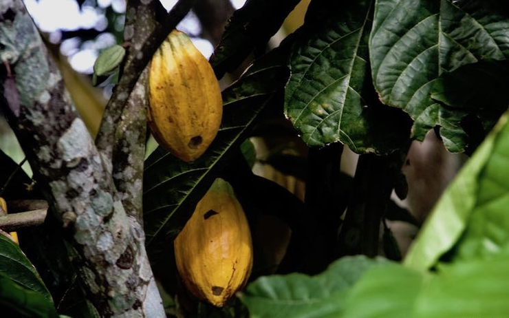 cacao cote d'ivoire
