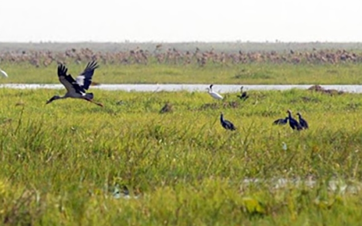 oiseaux migrateurs sur le lac Paleik en Birmanie