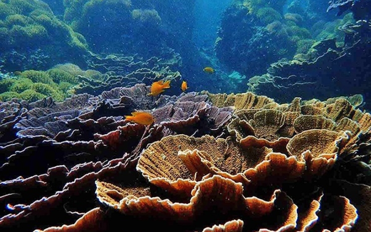 recifs coralliens en Birmanie