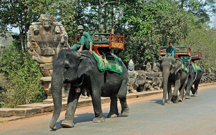 elephants interdiction angkor promenades