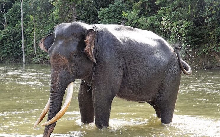 elephant sumatra tué