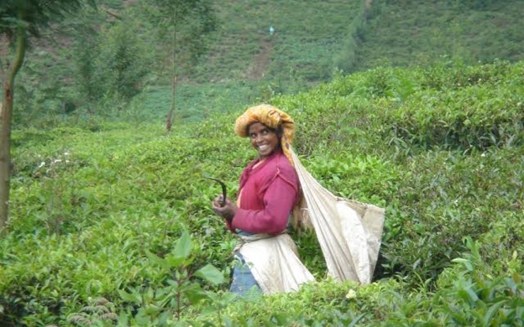 une plantation de thé dans les Nilgiris Inde