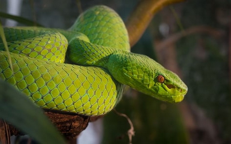 Conseils sur les morsures de serpent en Thailande